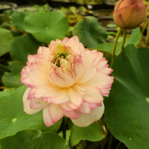 Pink Cloud Lotus Tuber Live Plant