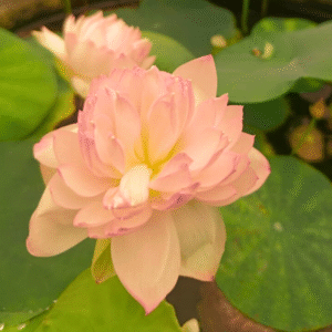 Ameri Camelia Lotus Tuber Live Plant