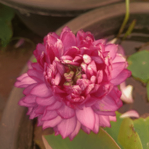 Prabha Lotus Tuber Live Plant