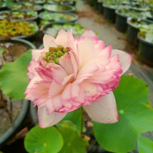 Miracle Lotus Tuber Live Plant