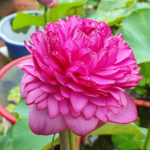 Pakwan Lotus Tuber Live Plant
