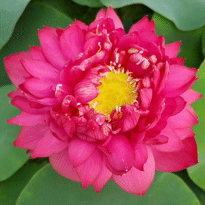 Pakwan Lotus Tuber Live Plant