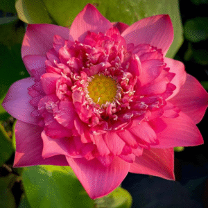 Kaveri Lotus Tuber Live Plant