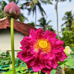 Red Peony Lotus Tuber Live Plant