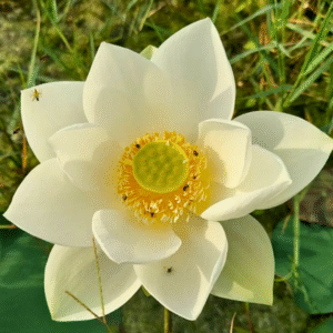 White Puff Lotus Tuber Live Plant