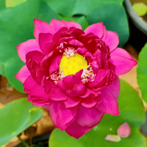 Red Philip Lotus Tuber Live Plant