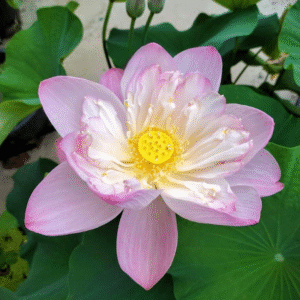 Pink Mist Lotus Tuber Live Plant