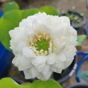 White Swan Lotus Tuber Live Plant