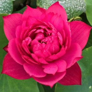 Drop Blood Lotus Tuber Live Plant