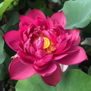 Foreigner Lotus Tuber Live Plant
