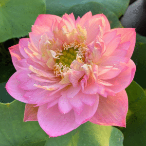 Peach Pink Lotus Tuber Live Plant