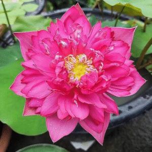 Minglu Lotus Tuber Live Plant