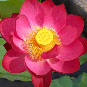 Magnificent Lotus Tuber Live Plant