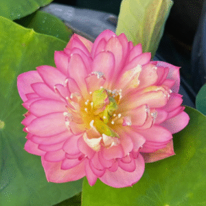 Amery Peony Lotus Tuber Live Plant