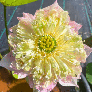 Indulekha Lotus Tuber Live Plant