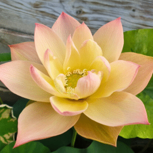 Golden Sunset Lotus Tuber Live Plant