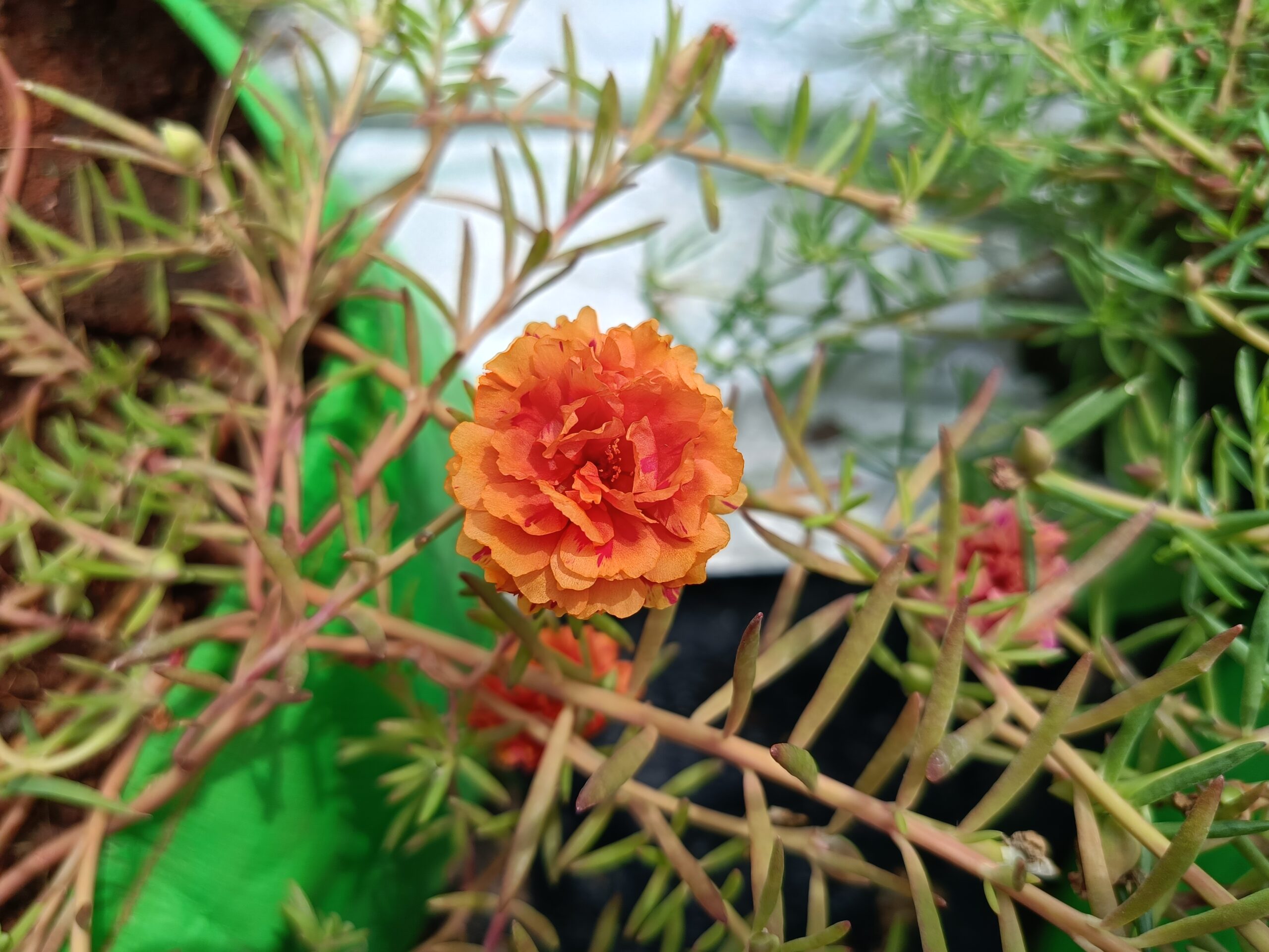 Flame Orange Table Rose Cutting Live Plant - Image 3