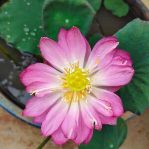 Pink Spark Lotus Tuber Live Plant