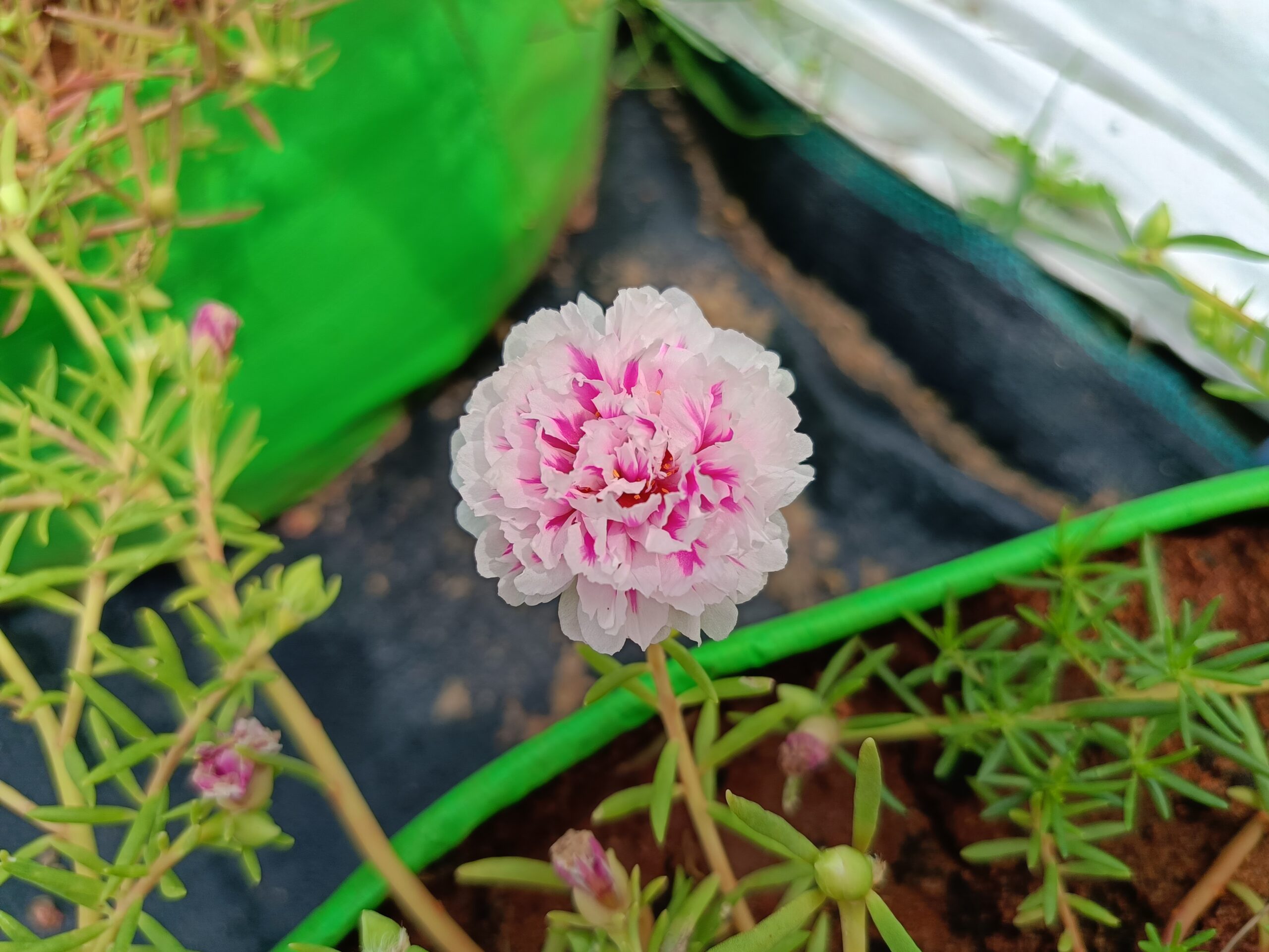 Pink & White Bi-Colour Table Rose Cutting Live Plant - Image 2
