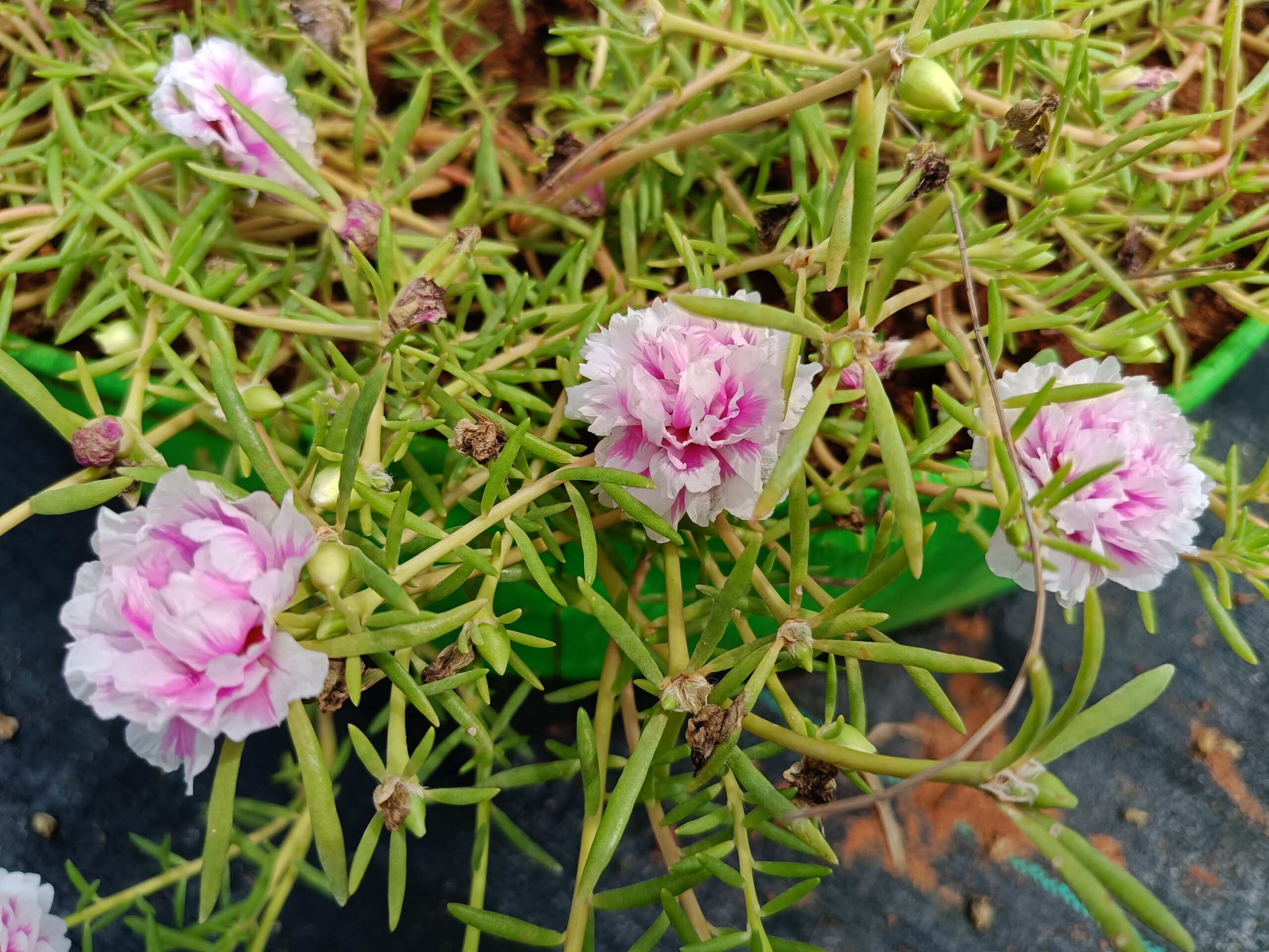 Pink & White Bi-Colour Table Rose Cutting Live Plant - Image 3
