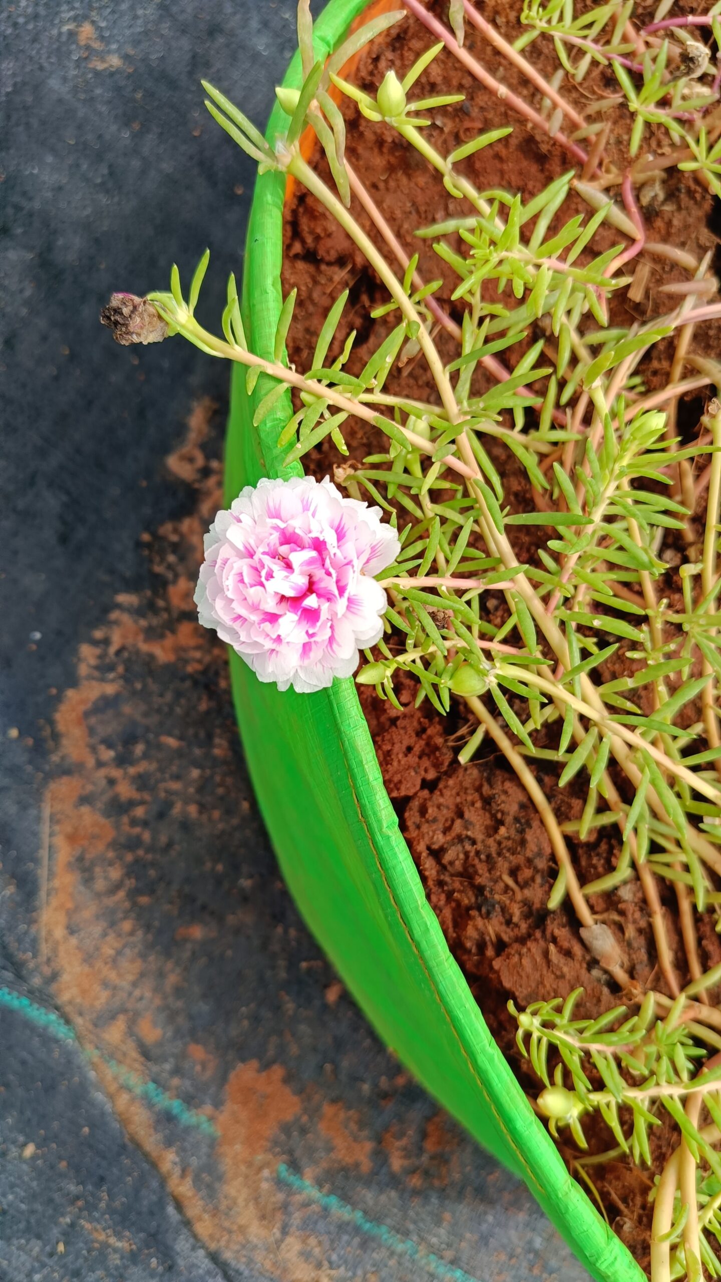 Pink & White Bi-Colour Table Rose Cutting Live Plant - Image 4