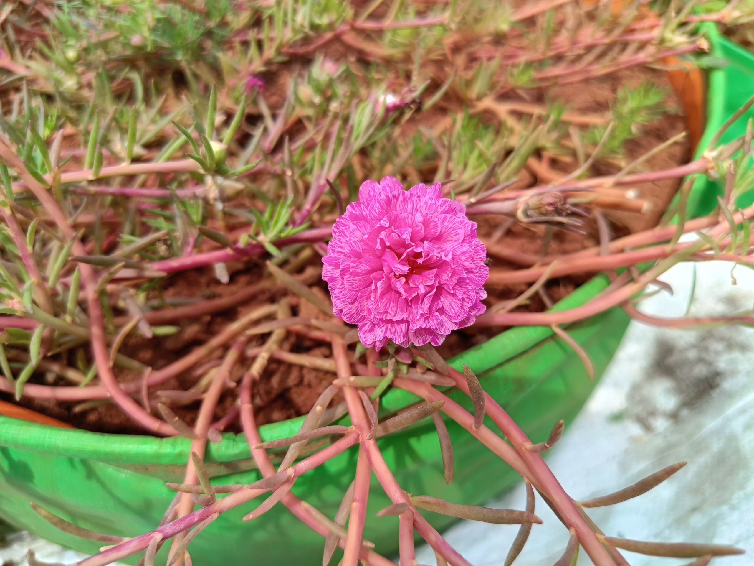 Magenta Pink Table Rose Cutting Live Plant - Image 2