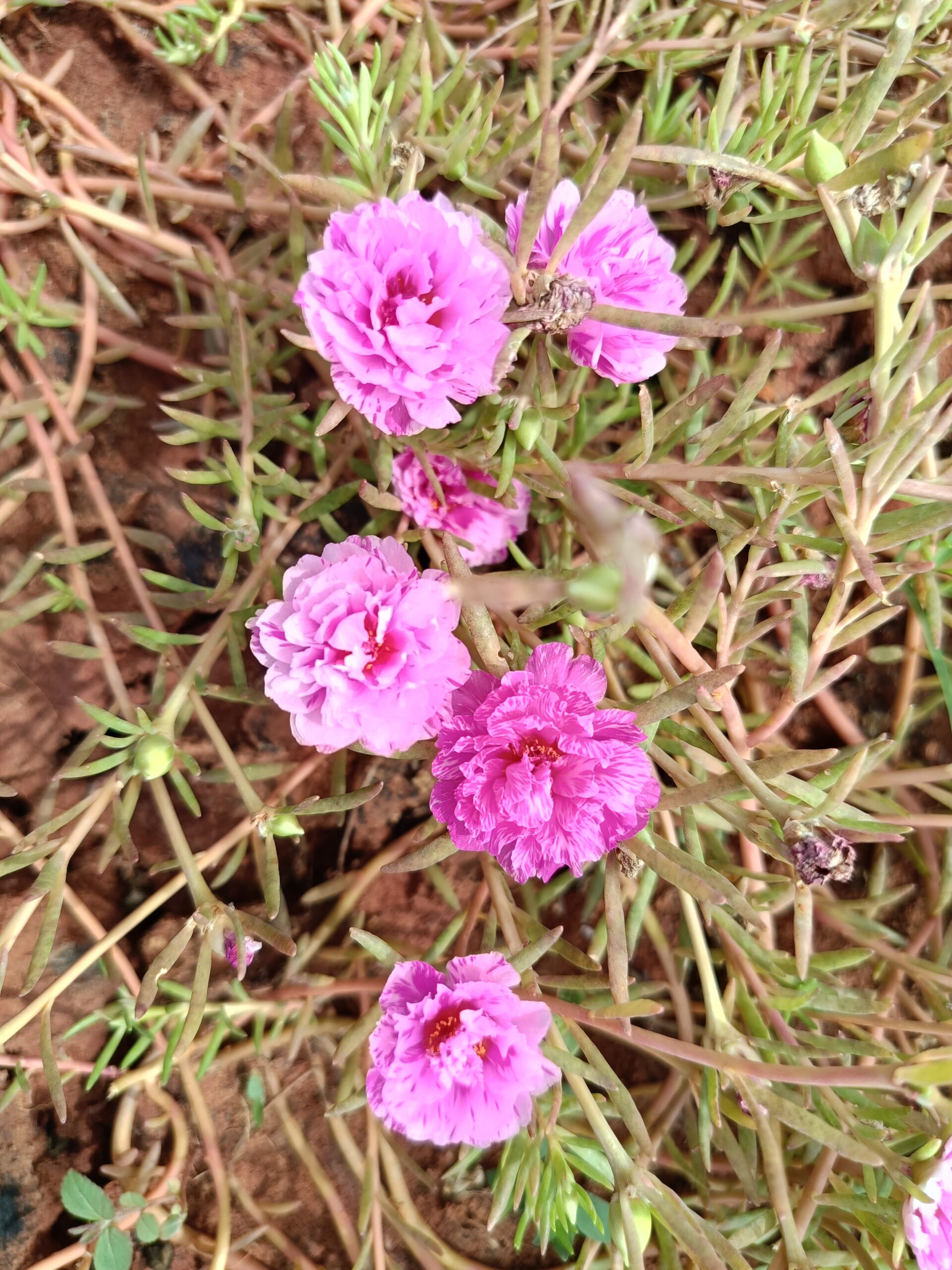 Magenta Pink Table Rose Cutting Live Plant - Image 3
