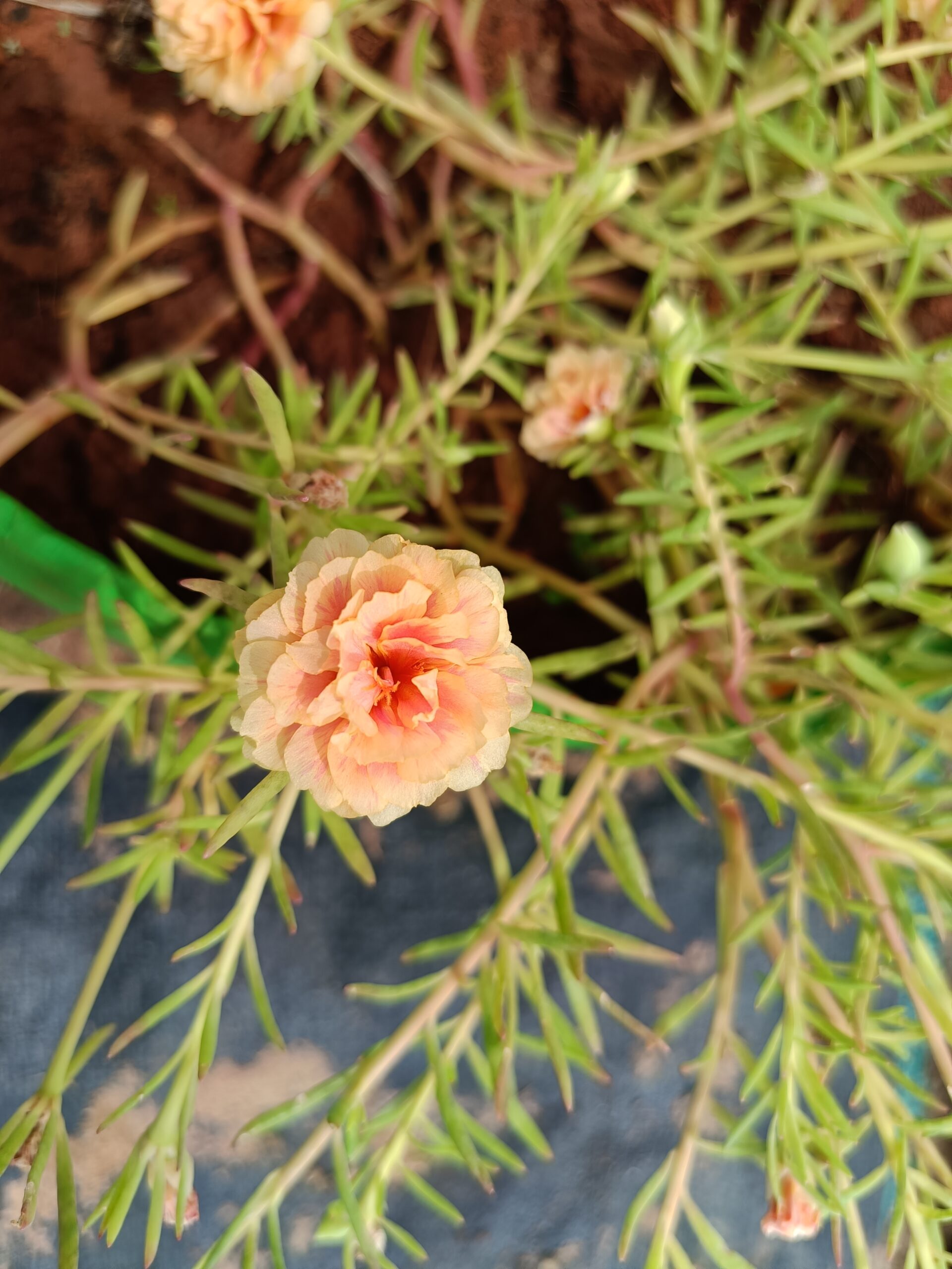 Peach Yellow Table Rose Cutting Live Plant - Image 3