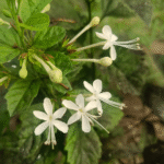 White Butterfly Bush-Clerodendrum Calamitosum Live Plant
