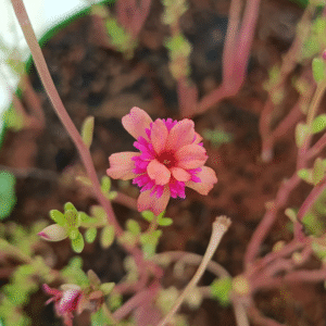 Sunset Rose Cinderella Table Rose Cutting Live Plant