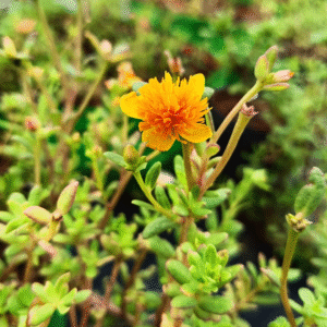Orange Cindrella Table Rose Cutting Live Plant