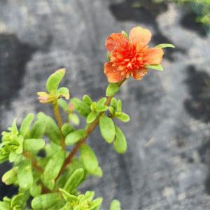 Peach Orange Cindrella Table Rose Cutting Live Plant