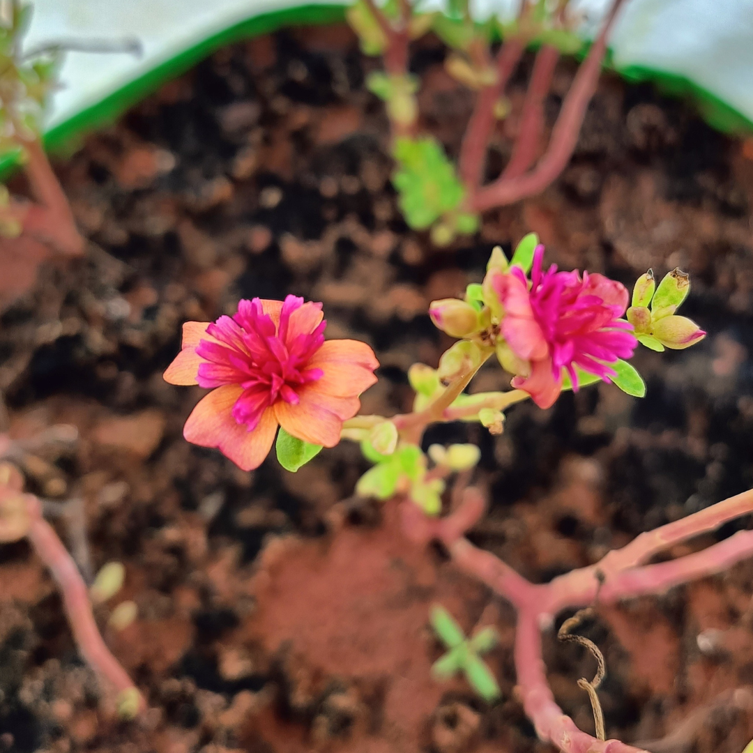 Sunset Rose Cindrella Table Rose Cutting Live Plant - Image 2