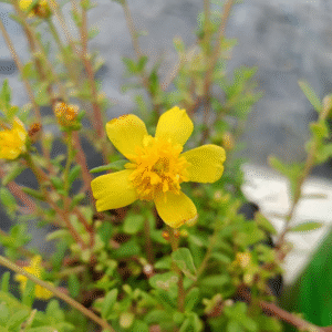 Yellow Cinderella Table Rose Cutting Live Plant