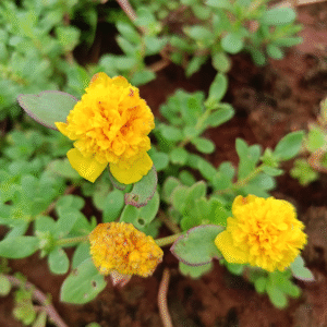 Golden Yellow Cinderella Table Rose Cutting Live Plant