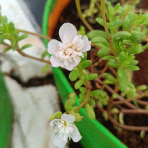 White Cindrella Table Rose Cutting Live Plant