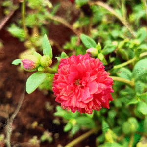 Red Cindrella Table Rose Cutting Live Plant