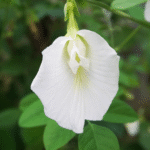 Single White Petal Sangu Poo – Clitoria Ternatea Live Plant
