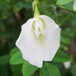 Single White Petal Sangu Poo – Clitoria Ternatea Live Plant