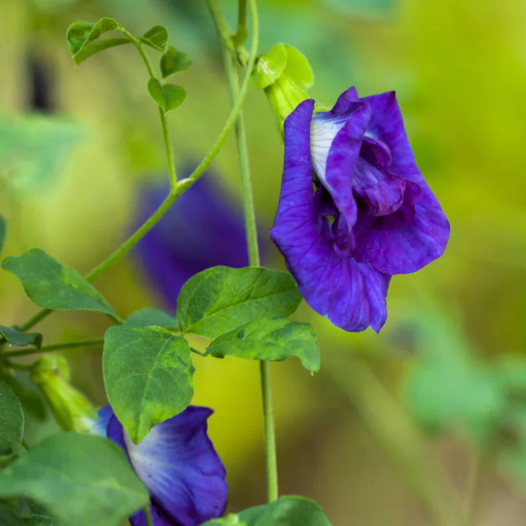 Blue Double Clitoria ternatea - Butterfly Pea Live Plant - Image 3