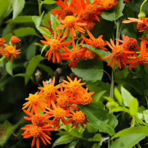 Mexican Flame Vine Live Plant