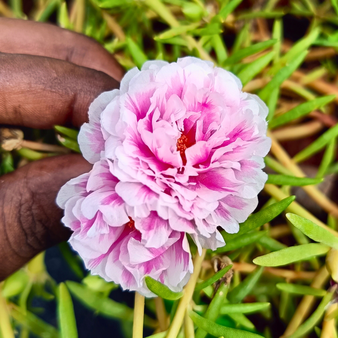 Pink & White Bi-Colour Table Rose Cutting Live Plant