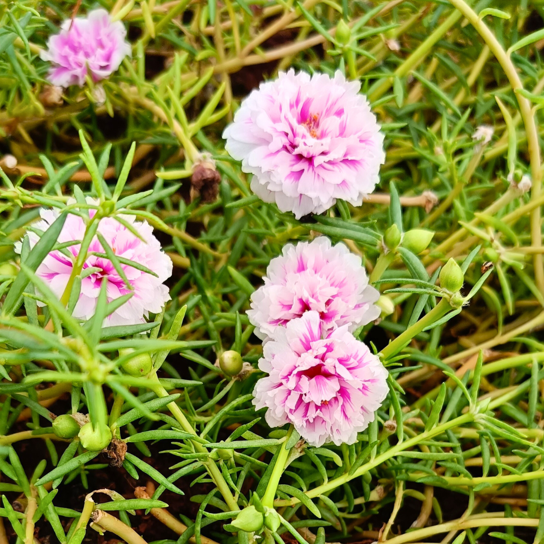 Pink & White Bi-Colour Table Rose Cutting Live Plant - Image 5
