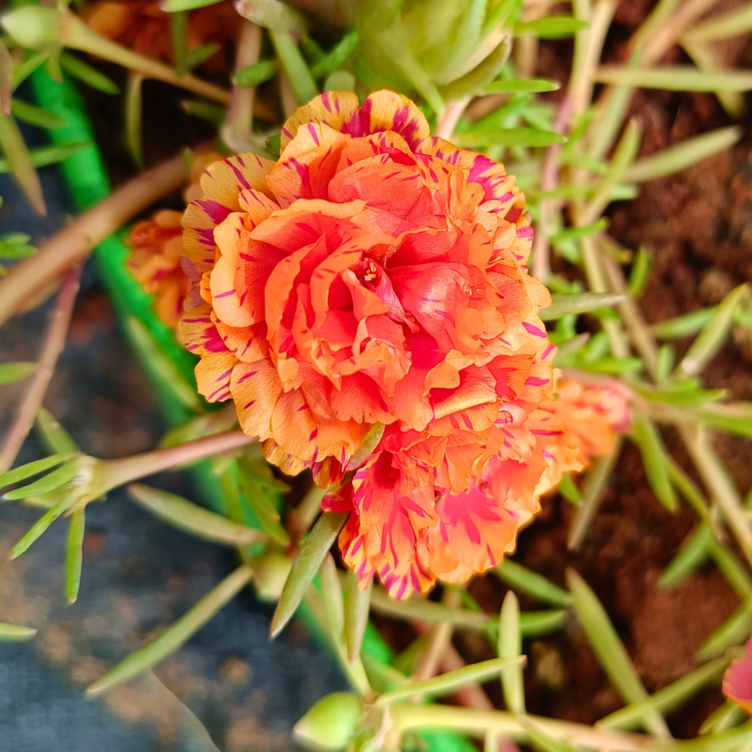 Flame Orange Table Rose Cutting Live Plant