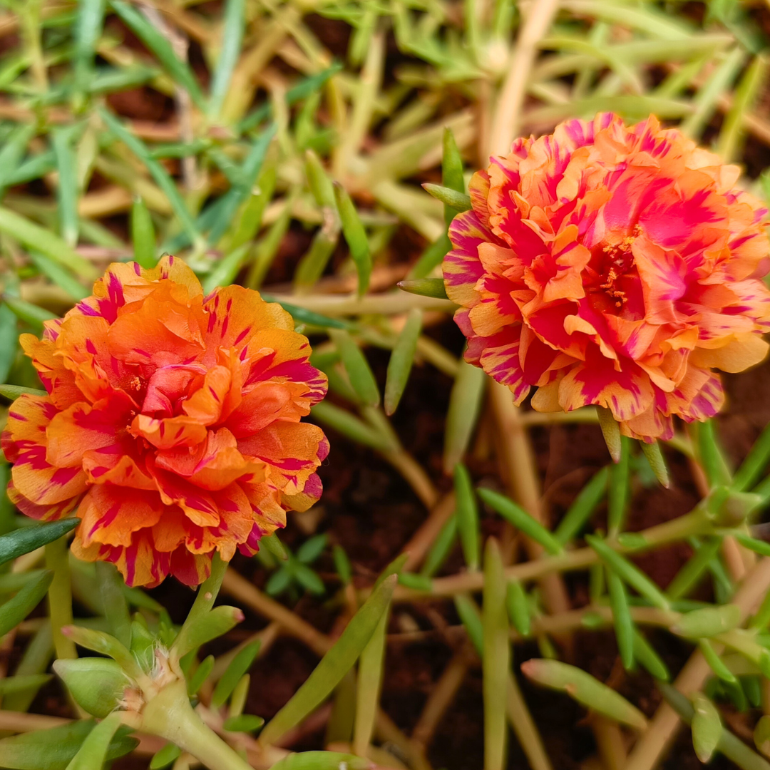 Flame Orange Table Rose Cutting Live Plant - Image 2