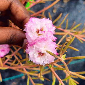 Cotton Candy Pink Table Rose Cutting Live Plant