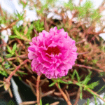 Magenta Pink Table Rose Cutting Live Plant