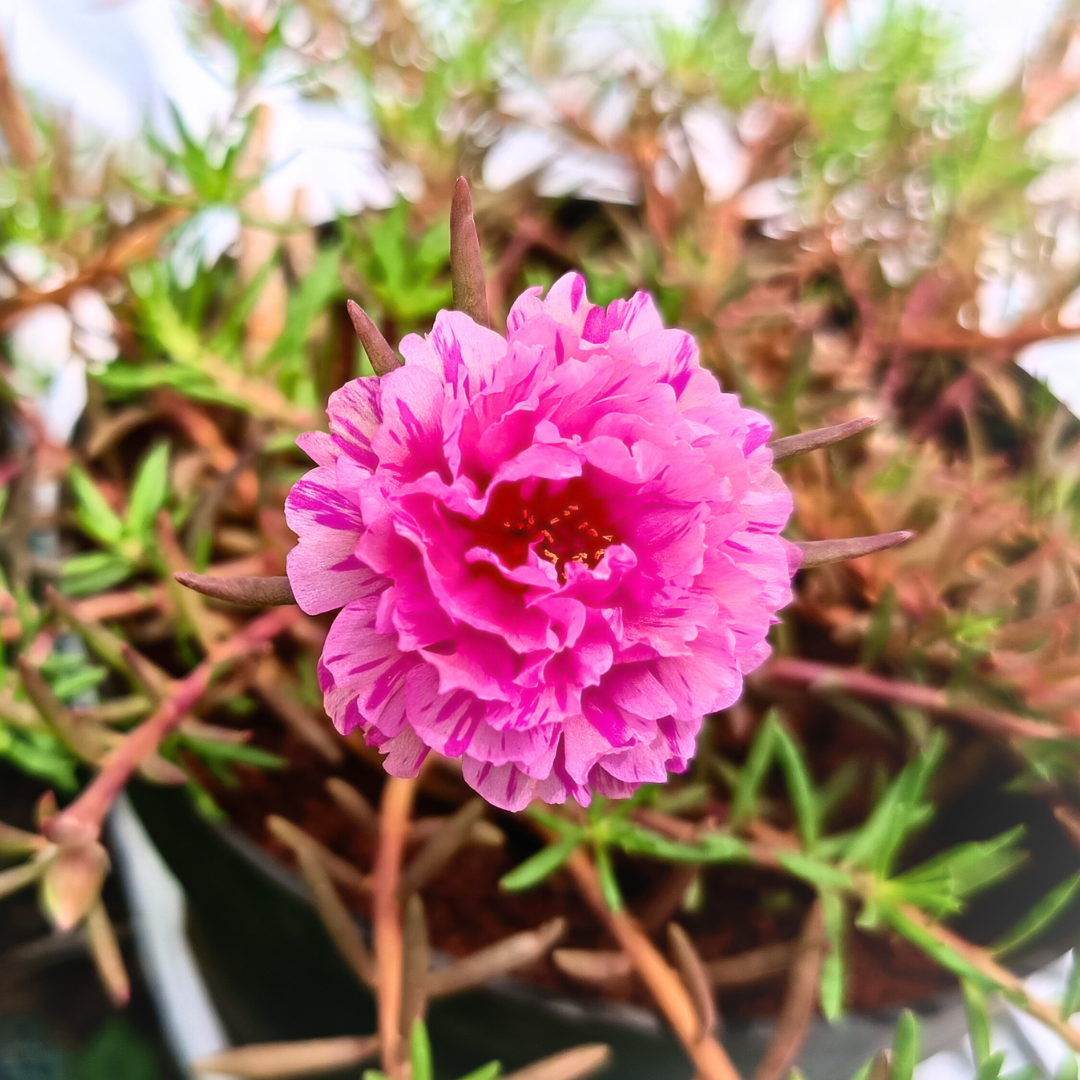 Magenta Pink Table Rose Cutting Live Plant
