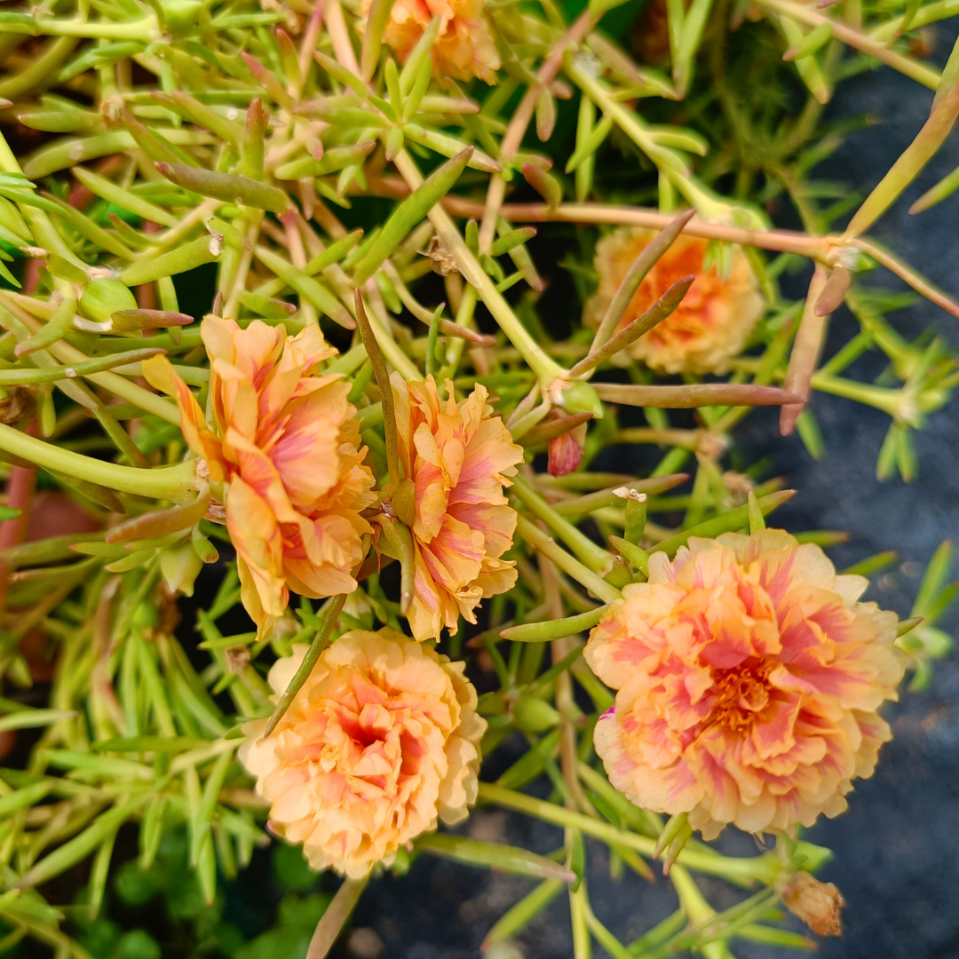 Peach Yellow Table Rose Cutting Live Plant - Image 2