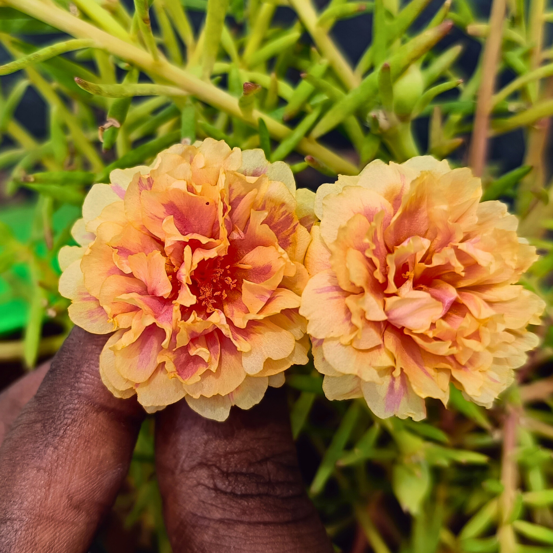 Peach Yellow Table Rose Cutting Live Plant